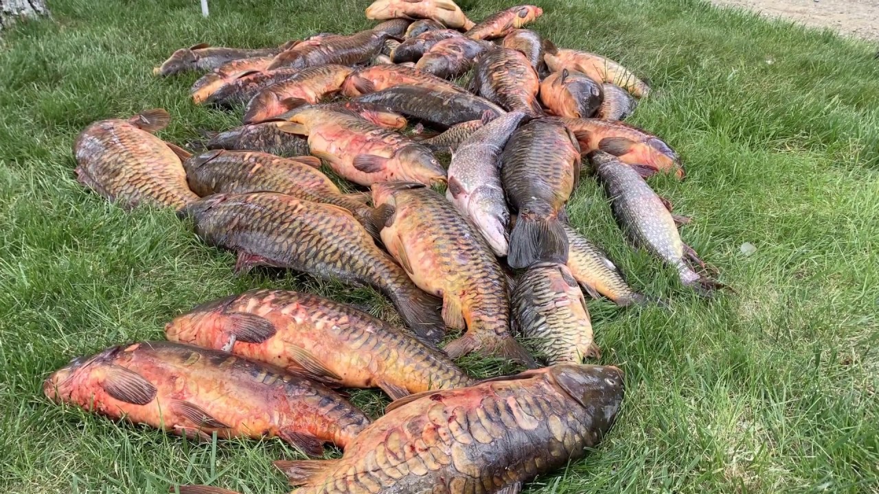 Carp and Pike Removal on Lake Spokane, Washington