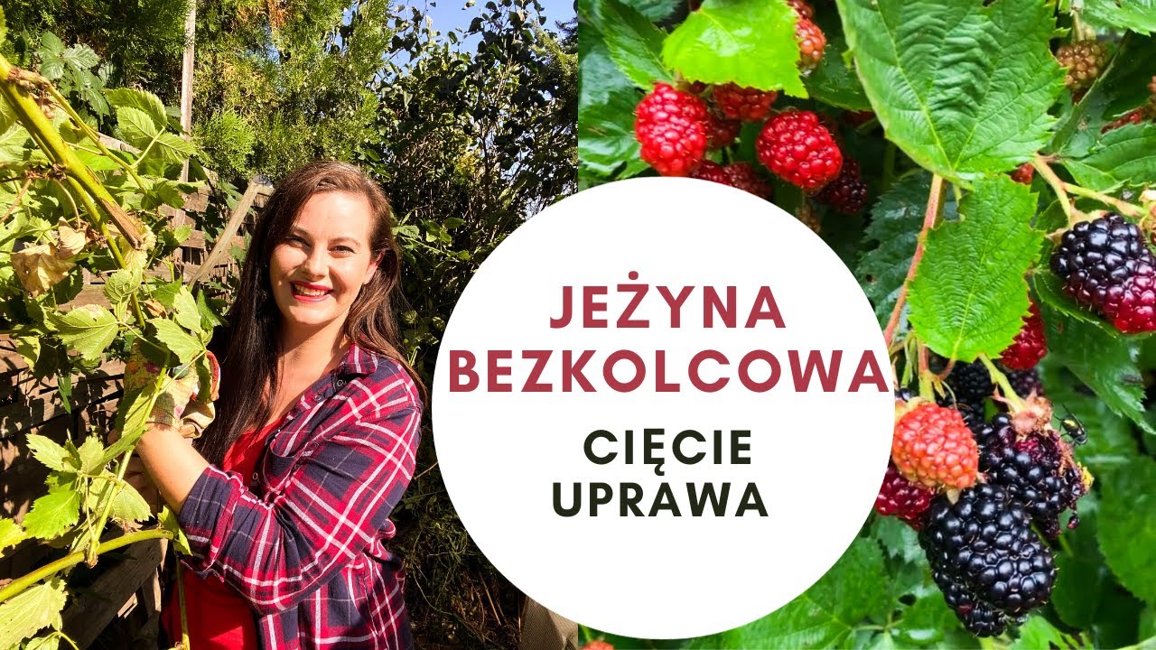 Cięcie JEŻYNY BEZKOLCOWEJ | Co zrobić aby mieć duży plon /Jeżyna bezkolcowa uprawa/