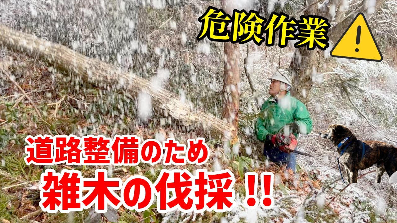 【朝雪】道路を作るために雑木を伐採 -We cut down trees to make roads.-