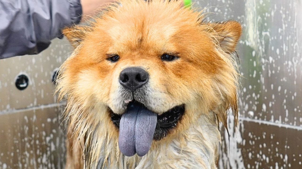 When Your Client Is A Chow Chow With The Personality Of A Golden Retriever