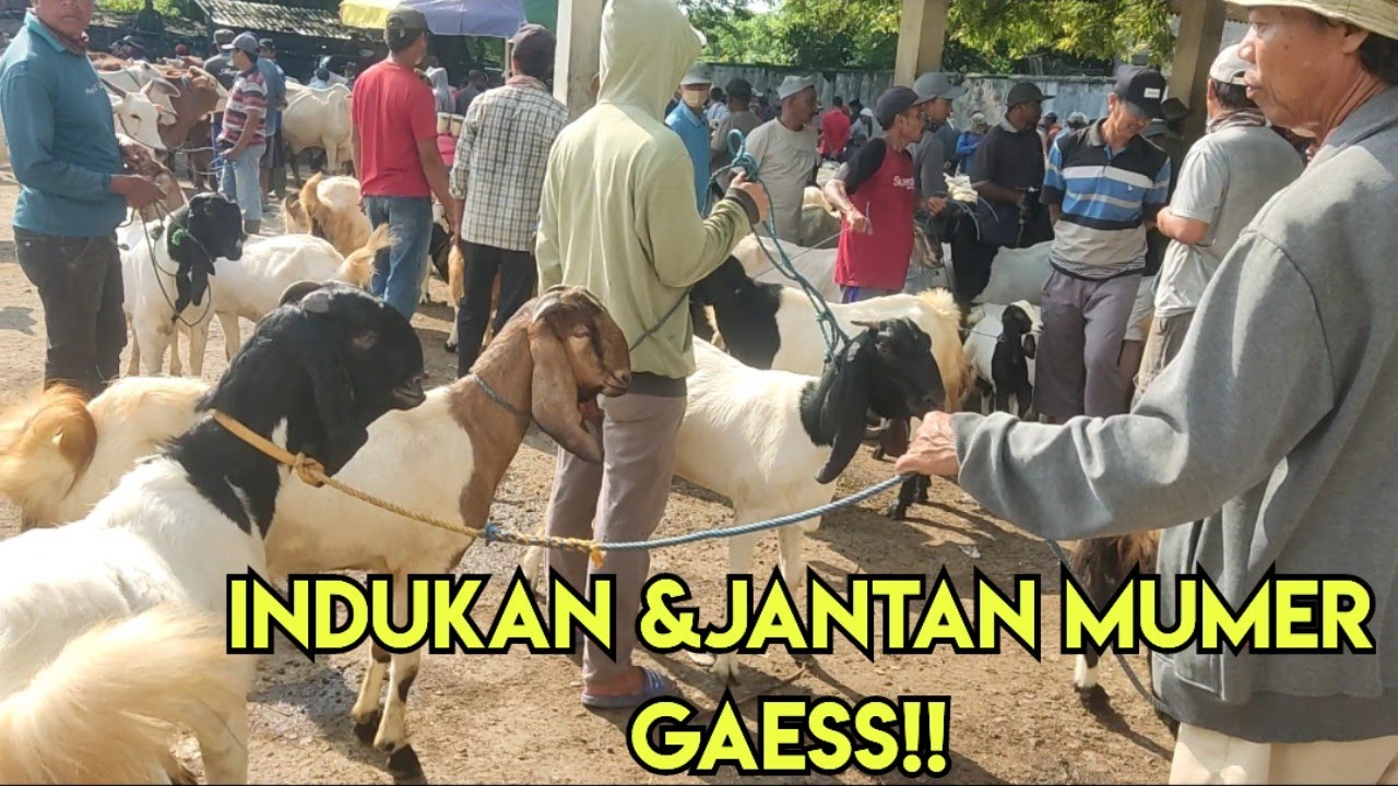 INDUKAN & JANTAN HARGA MUMER!! 