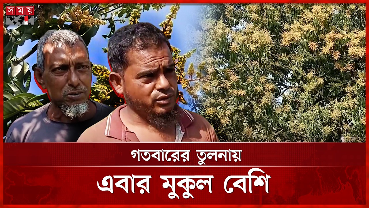 মুকুলে ভরে গেছে সাতক্ষীরার আম বাগান, বাম্পার ফলনের আশা | Satkhira Mango Season | Somoy TV