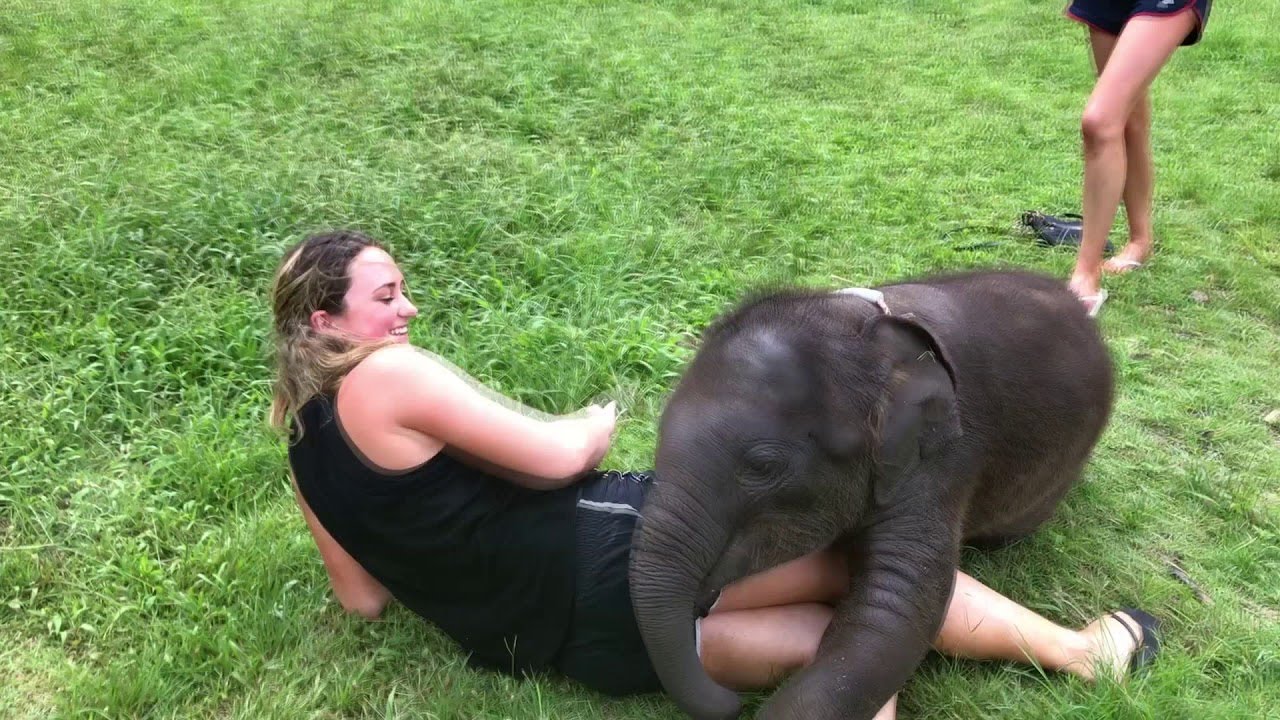 Baby Elephant Cuddles || ViralHog