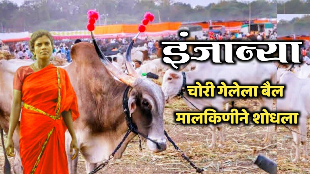 इंजान्या |चोरलेला बैल मालकिणीने शोधला | Injanya | Khilari bail