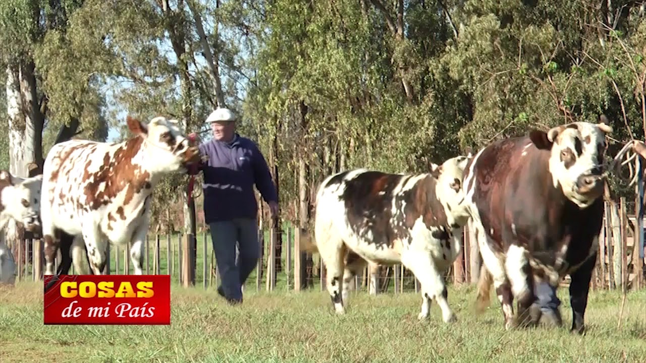 Cabaña Las Taperas de Heber Laín Criadores de Normando