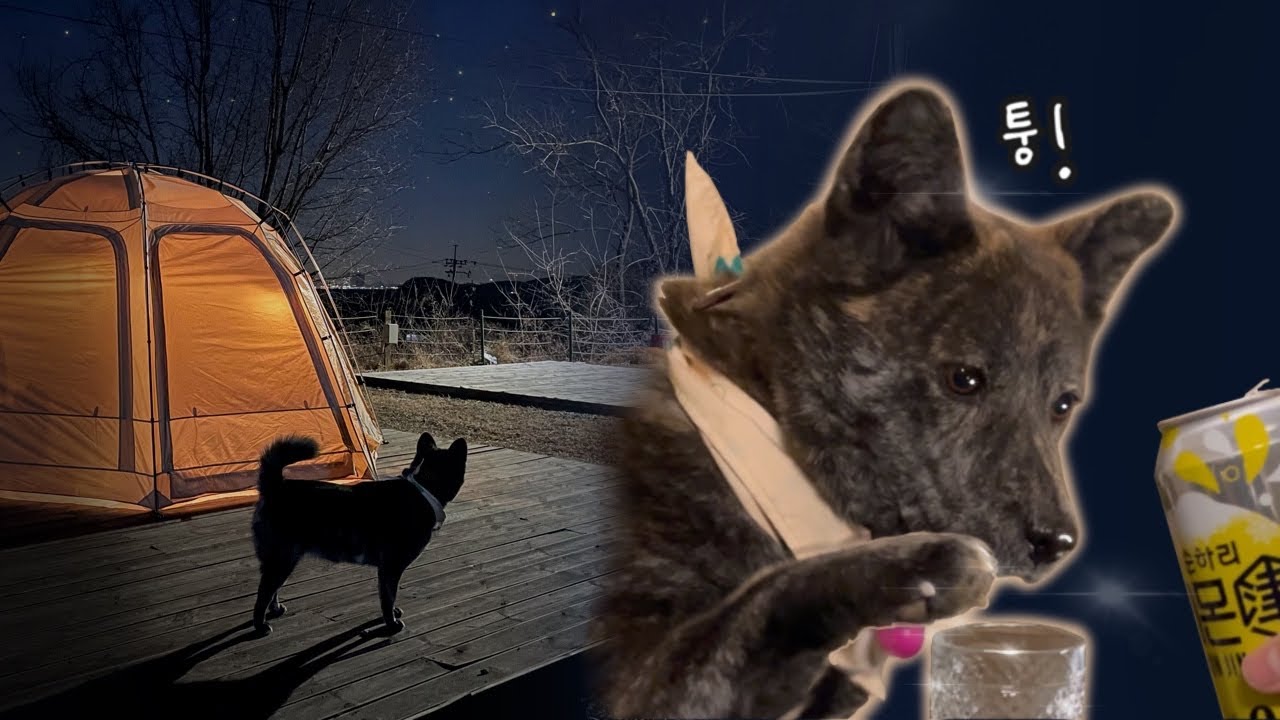 아무도 없는 캠핑장에서 진돗개와 하룻밤 🏕️ 새 쉘터, 면 돔 텐트 | 강아지 먹방