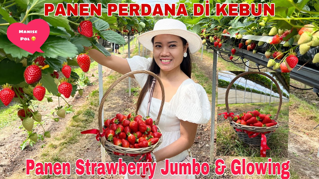 PANEN PERDANA Di KEBUN ! Bikin kalap Jumbo & Glowing plus Muanis 😅