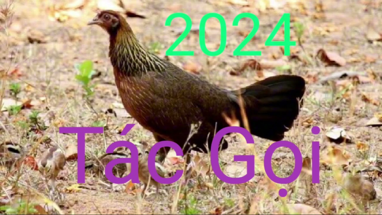 Tiếng Gà Mái Rừng Cục Tác Gọi Bổi| Siêu phẩm mới ra 2024