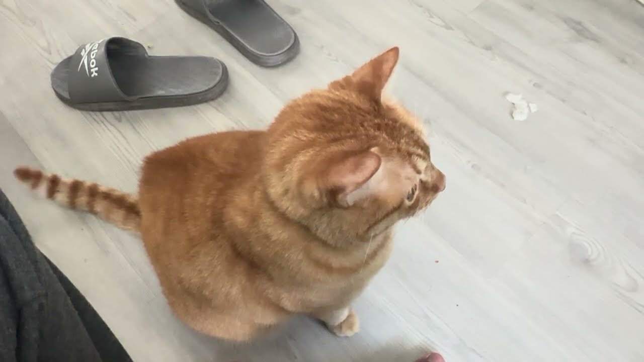 Cat vs Paper Shredder [vlog #006]