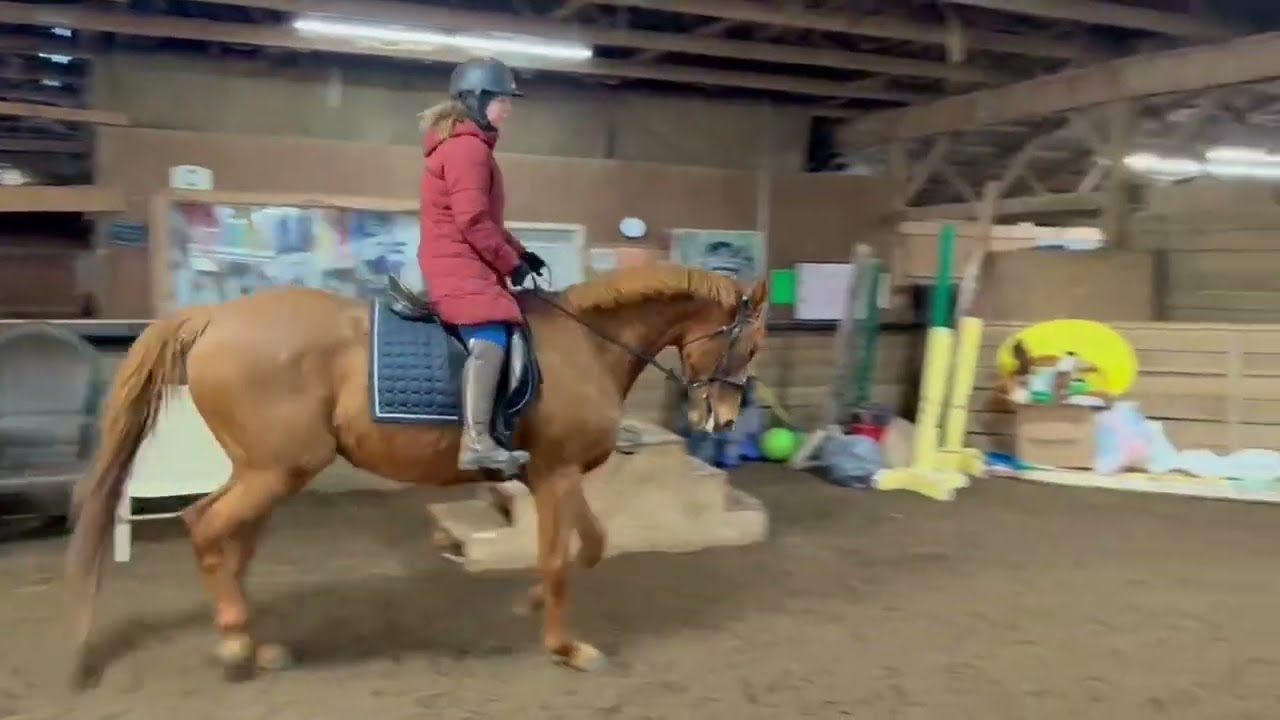 Been Fast OTTB mare available 