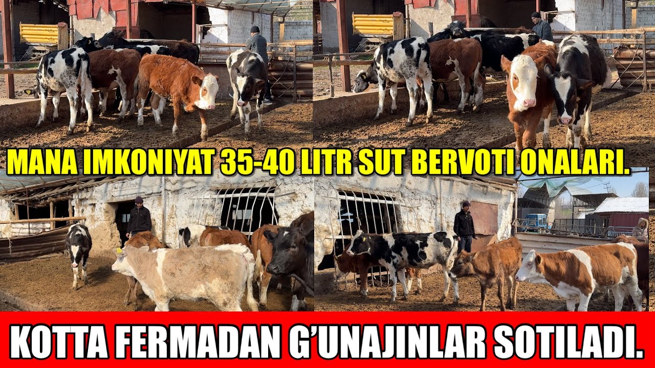 KOTTA FERMADAN SIMENTAL G’UNAJINLARI SOTILADI.