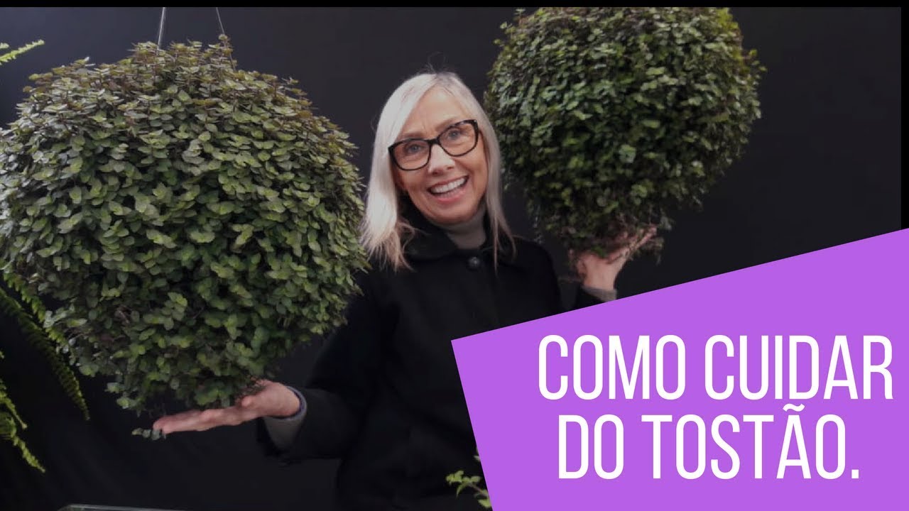 Como Cuidar da Planta do Dinheiro (tostão) #tostão #jardinagem #paisagismo #jardim #flores