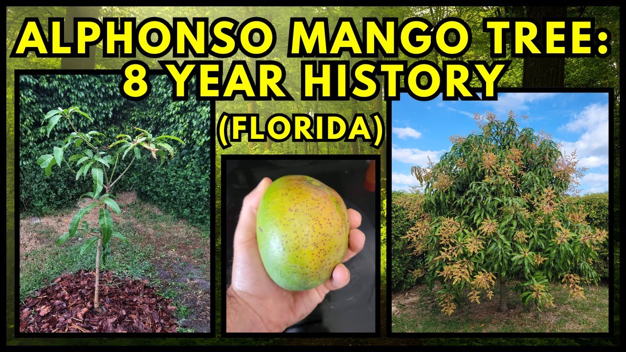 Alphonso Mango Tree: Florida Backyard History Through 8 Years!