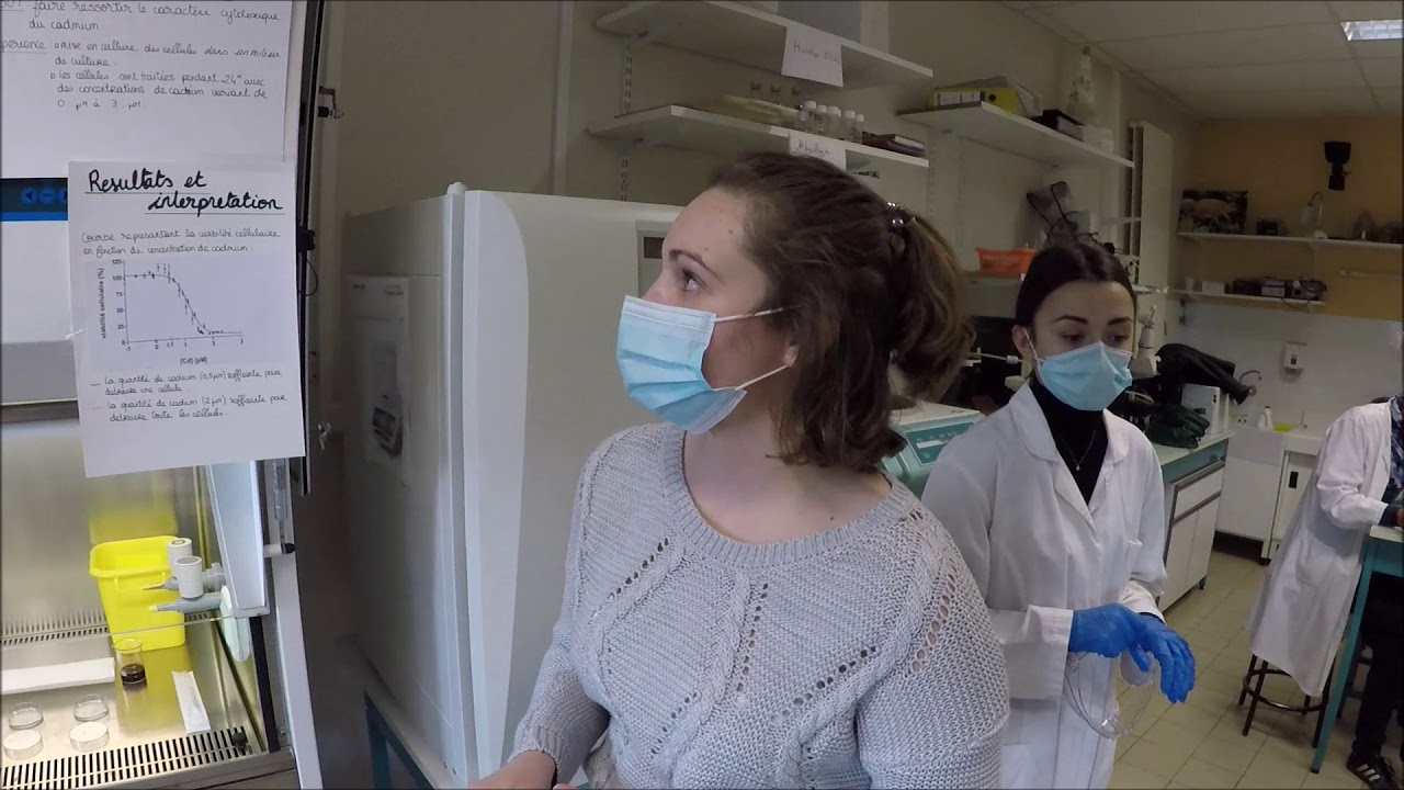 Toxicité du Cadmium