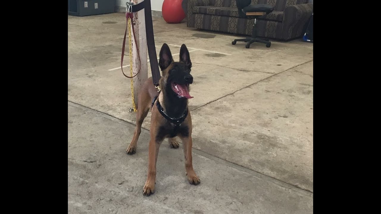 Herzhund Malinois puppy in development