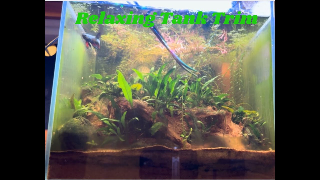 Давайте подчистим мой аквариум вместе со мной — расслабляющее обслуживание аквариума :)