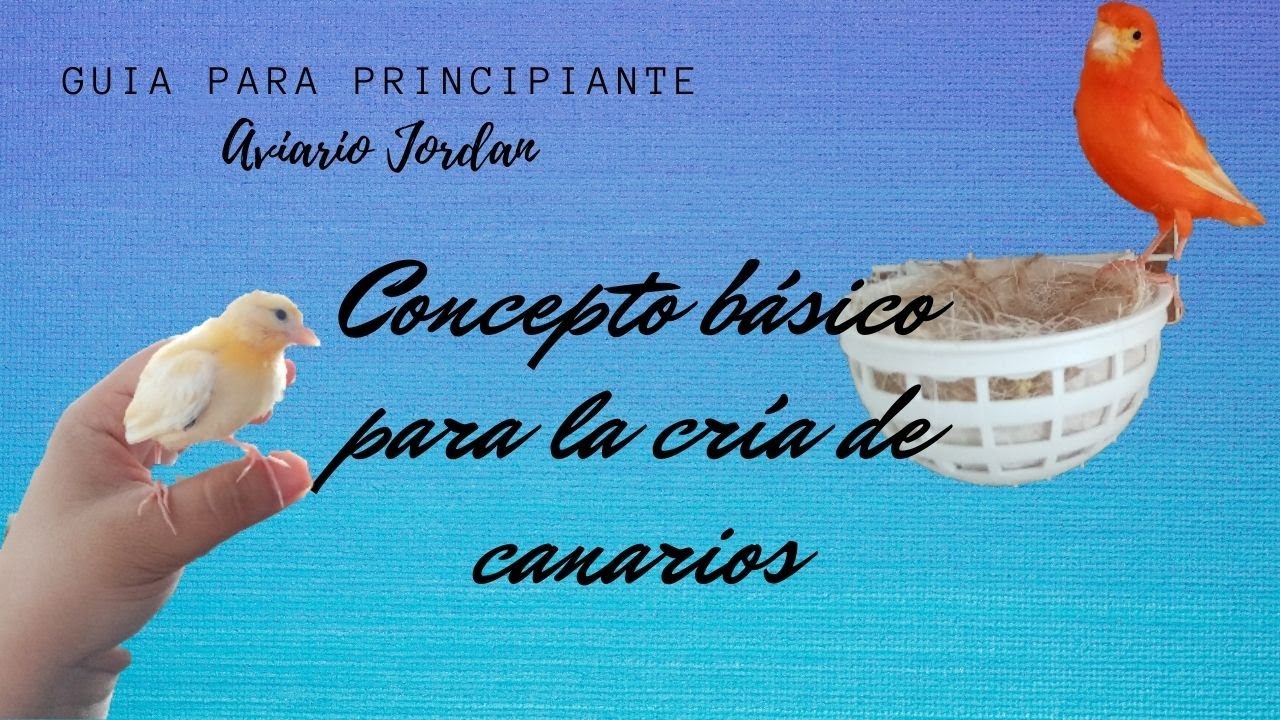 Conceptos básicos sobre los canarios para principiantes