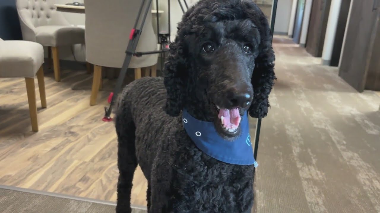 Overland Park dentist fights to keep beloved therapy dog in office