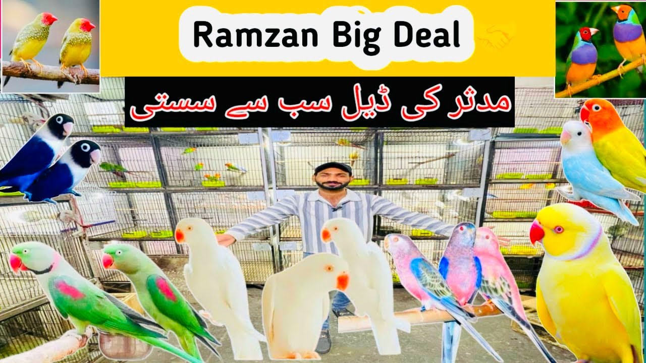 Ramzan offer 2026 ❤️ ll Lahore birds Market updata ❤️ Birds Farming in Pakistan 😍 Muddasir Birds