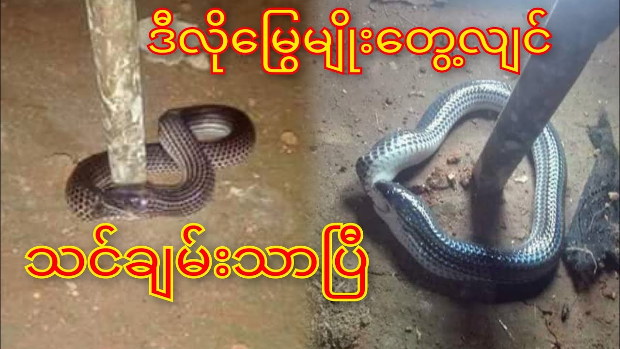 ဒီလိုမြွေမျိုးတွေ့လျင်သင်ချမ်းသာပြီ