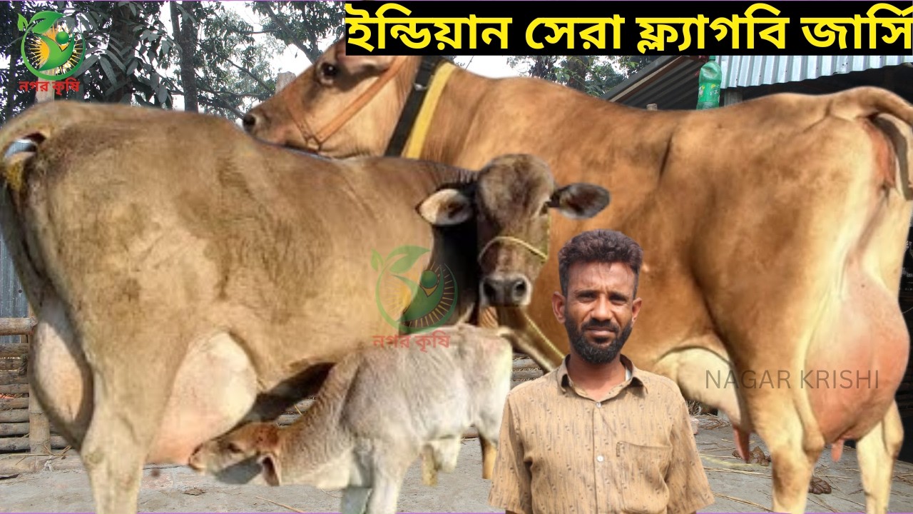 হারুন ভাই মানে আগুন বরাবর কালেকশন ! ইন্ডিয়ান সেরা ফ্ল্যাগবি জার্সি ! ১৩-১৮ লিটারের মধ্যে দুধের গাভী