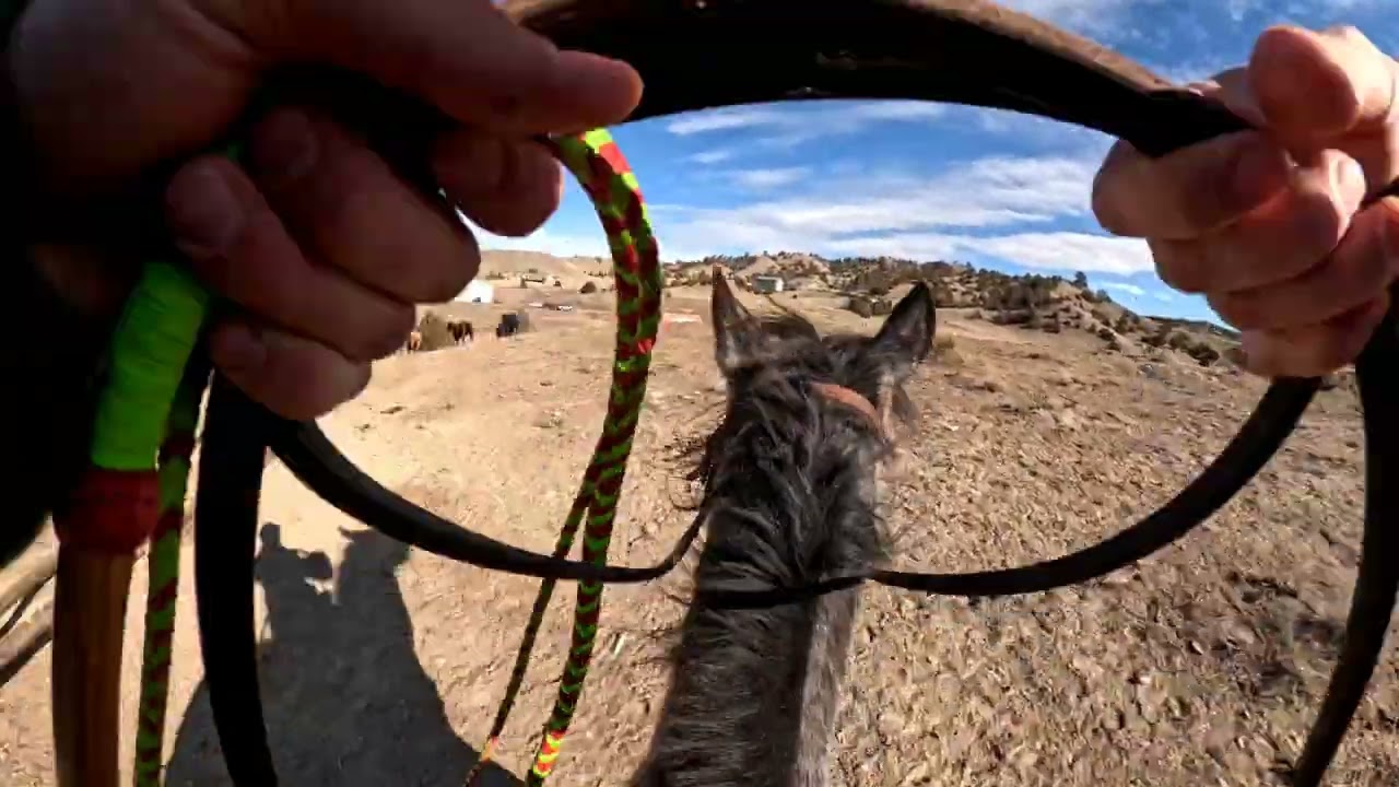 Running in horses on yeshua. 
