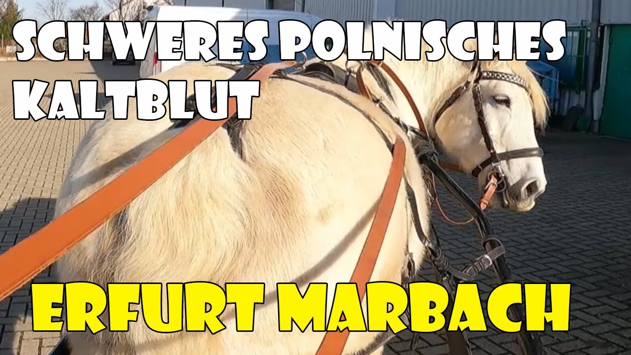 Schweres Polnisches Kaltblut - Ausfahrt mit Jutta im Februar 2023 in Erfurt Marbach 4 #drafthorses