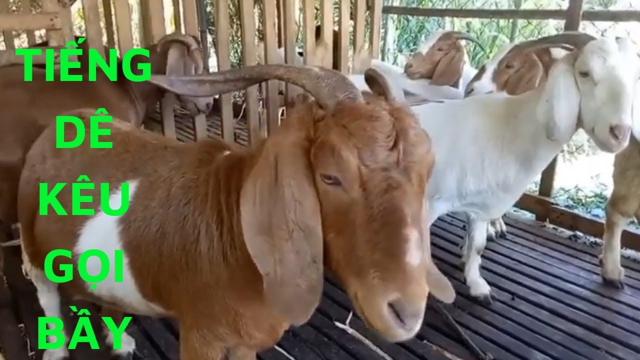 Tiếng Con Dê Kêu Gọi Bầy - Tiếng Dê Kêu be be - Hình Ảnh Con Dê - Goat Sounds| HOANG TUAN TV