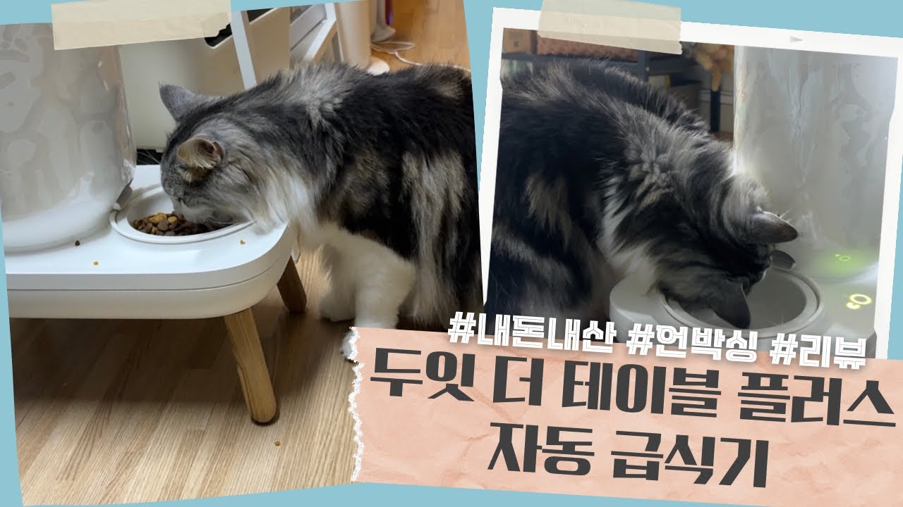 레몬이의 첫 자동 급식기 ! | 두잇 더 테이블 플러스 내 돈 내산 언박싱 및 사용기 | duit the table+