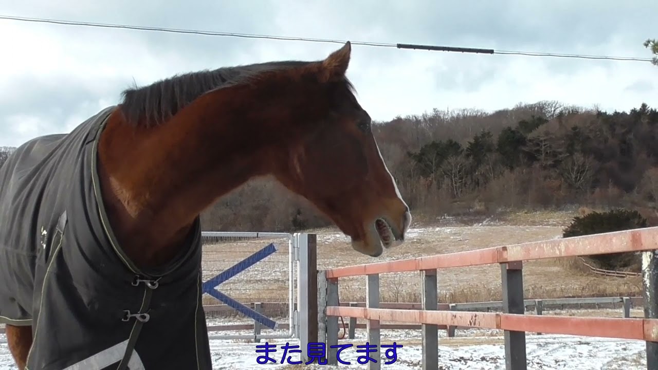 放牧地の様子と猫のメトちゃんに逃げられたドトウ
