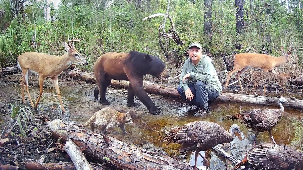 Tim Harrell Swamp Trail Camera Pickup