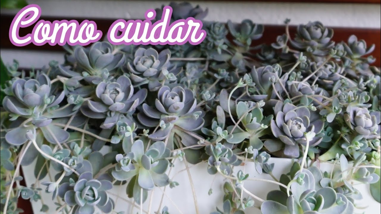 Suculenta Orostachys - Como cuidar para ter vasos cheios por Querida Planta