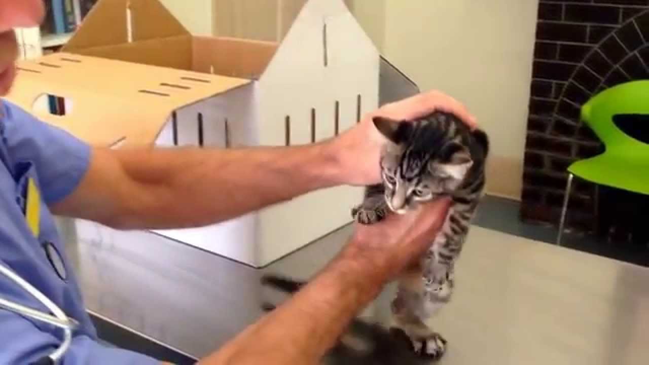 How to tell male and female kittens apart