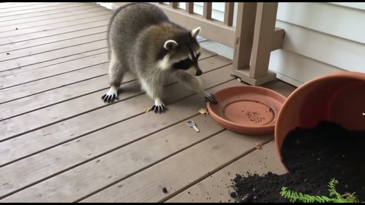 Raccoons Gone Wild: Chaotic Moments in Human Spaces