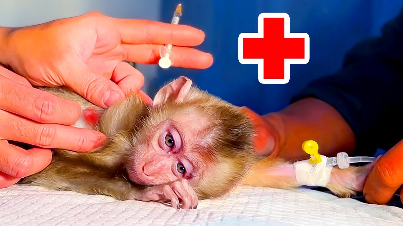 Обезьянка Суши заболела, папа не может скрыть слёз!!!