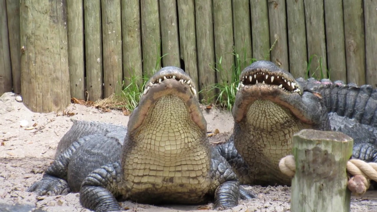 Alligator noises