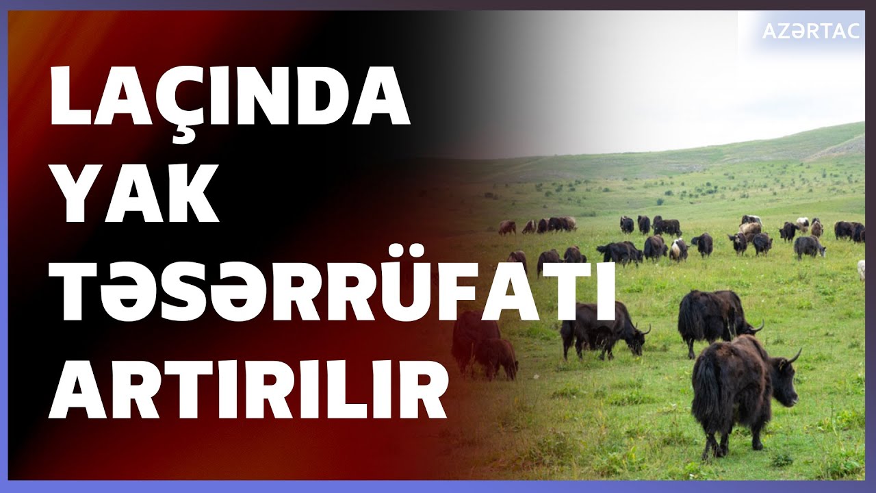 Laçın yaylaqlarında yak təsərrüfatı inkişaf etdirilir