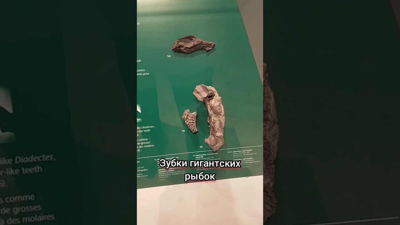 Гиганты прошлого, которые до сих пор внушают трепет. Даже не верится, что это реально существовало. 