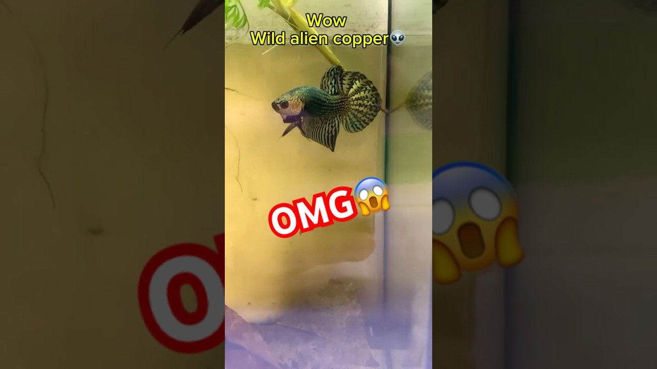 Catching wild alien betta fish👽#wildbetta #betta #bettafishtank