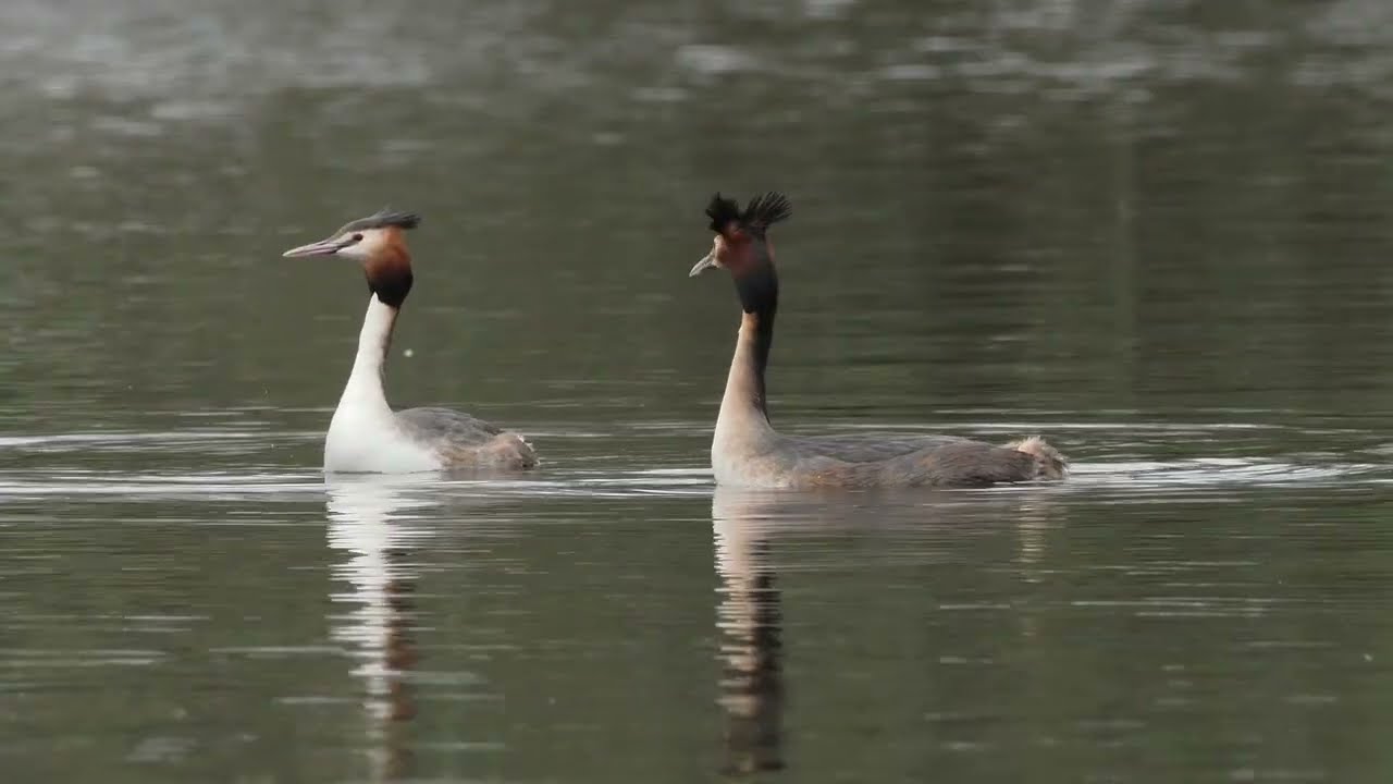 Great-Crested Grebe display on 7 March 2026