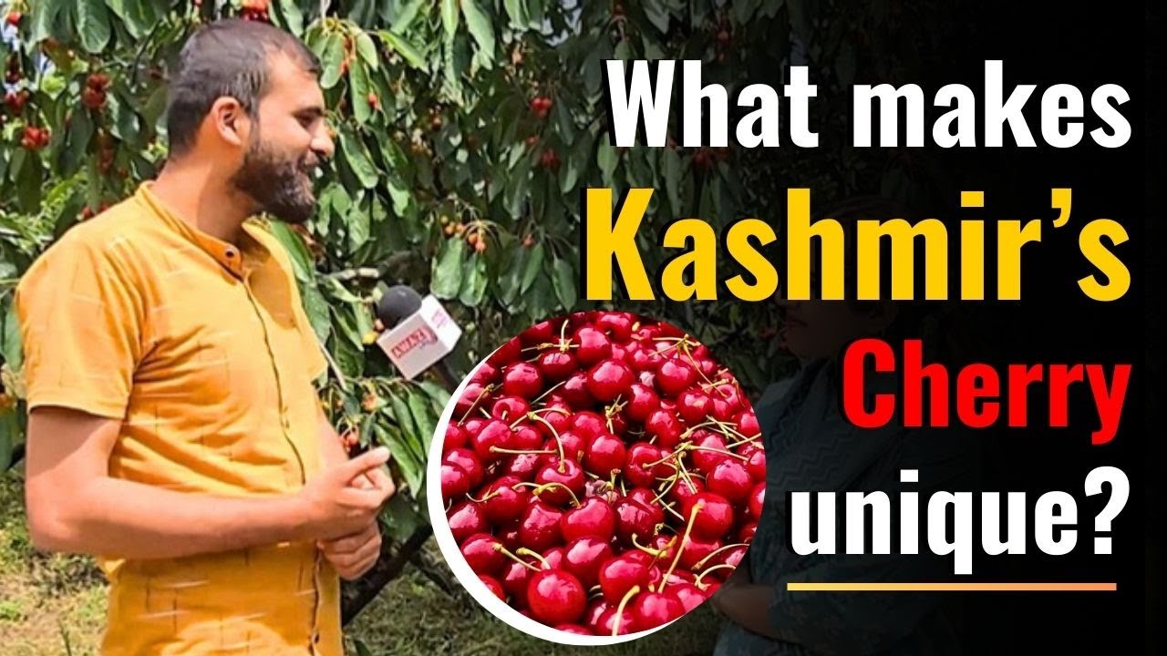 Cherry harvesting begins in Kashmir