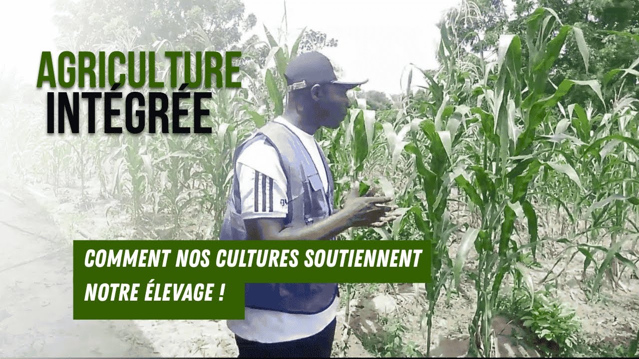 Agriculture intégrée : Comment nos cultures soutiennent notre élevage !
