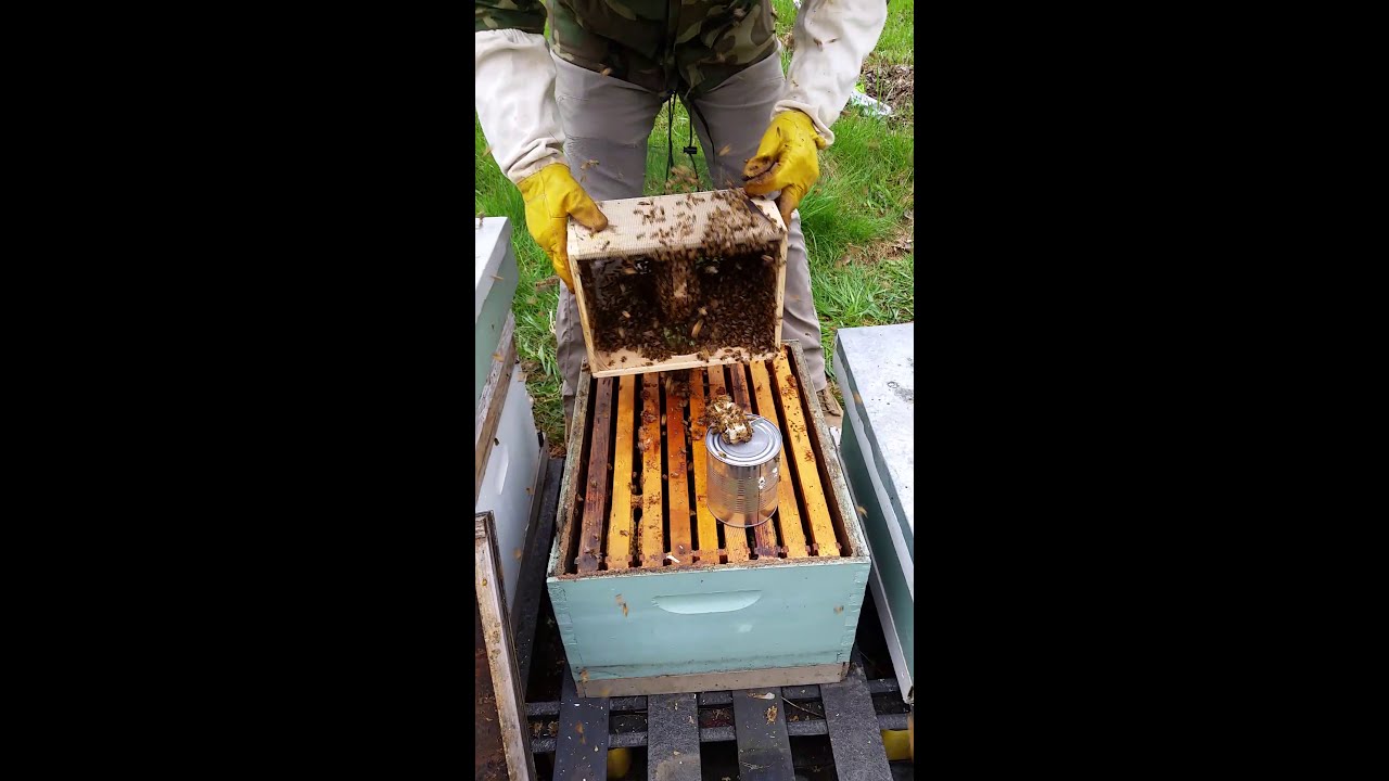 Shaking Bees at Alkali Acres Apiary - 2019