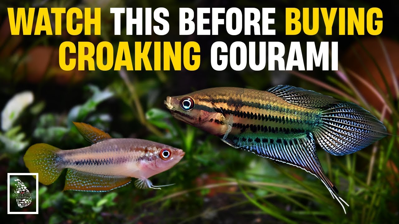 Best way to Breed Croaking Gourami in Home Aquarium