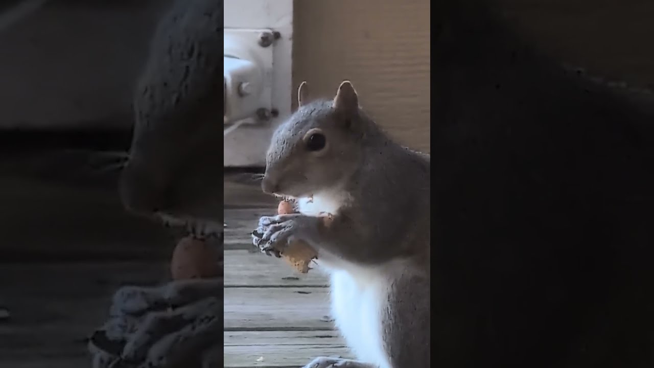 Itchy girl eats a peanut and scratches #squirrel 