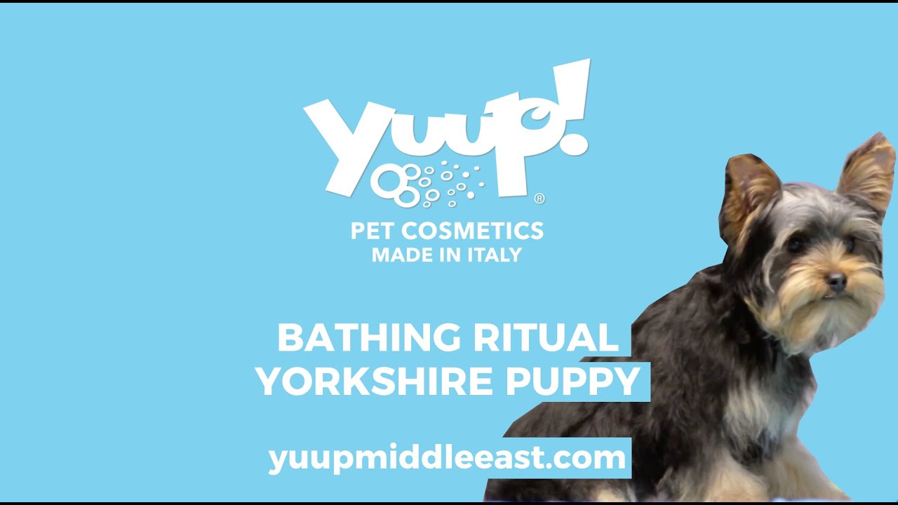Yuup! Professional Grooming Bathing Ritual Yorkie Yorkshire Puppy - dog shampoo