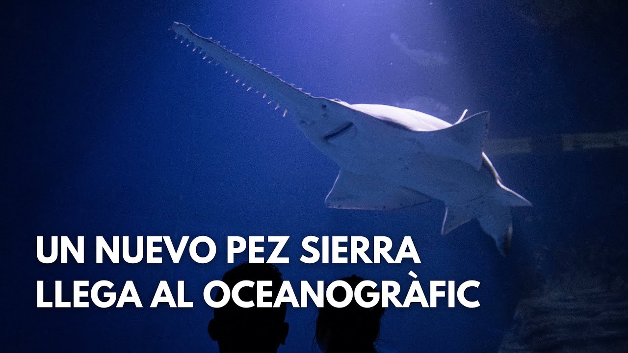 🦈 Un nuevo pez sierra llega al Oceanogràfic.