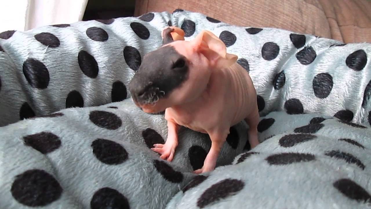 Noisy baby skinny pig (Darwin)