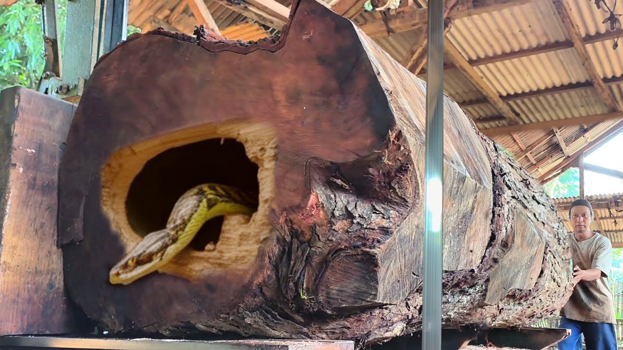 Having trouble sawing large pieces of wood almost killed me. Australian timber mill