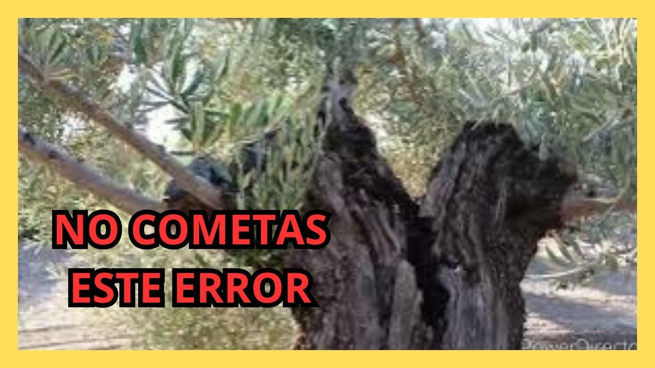 👉 No cometas este ERROR en la Poda del Olivo